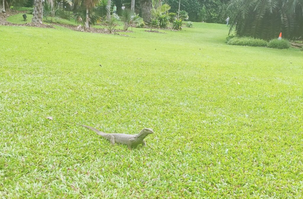 Leguan in Singapur